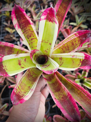 neoregelia mai golden tiger
