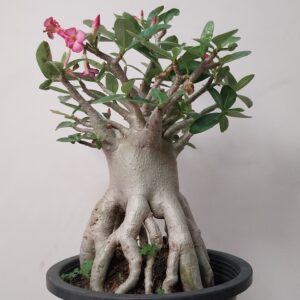 adenium thaisoco