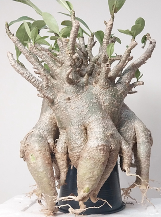 adeniumarabicum55x45cover