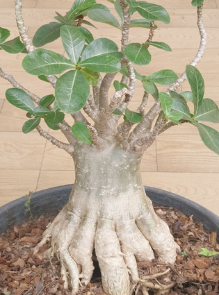 adeniumthaisocorcncover