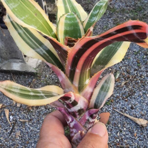 aechmea banana