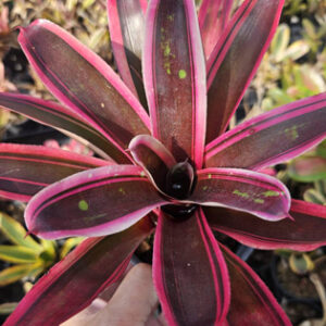 neoregelia maiazte fire