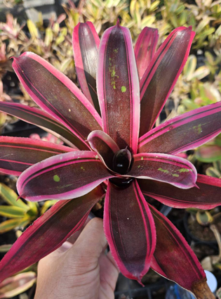 neoregelia maiazte fire