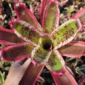 neoregelia maigoldenblaze