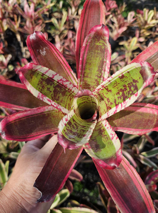 neoregelia maigoldenblaze