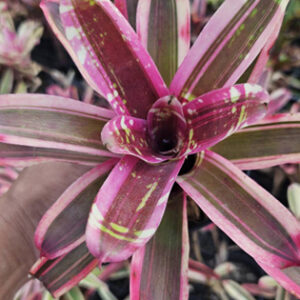 neoregelia maigoldenchild1