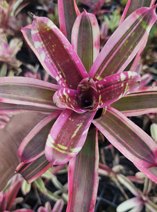 neoregelia maigoldenchild1