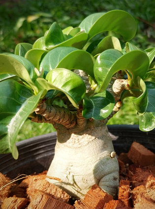 adeniumdorsethorncover