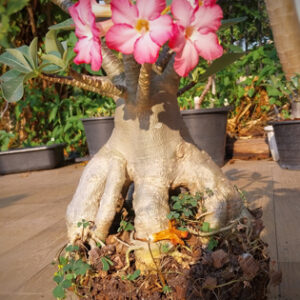 adeniumthaisocowangwanor