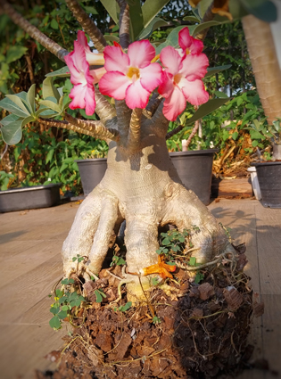 adeniumthaisocowangwanor