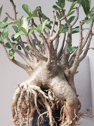 adenium arabicum