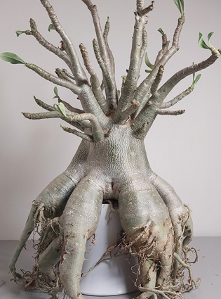 adeniumthaisoco38x43