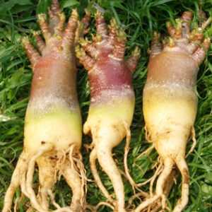 blackadeniumthaisoco3plant