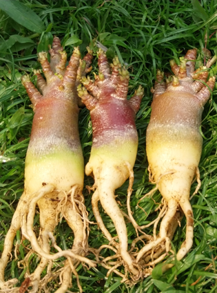 blackadeniumthaisoco3plant