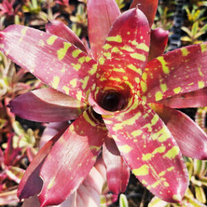 neoregeliagoldenchildphoenix