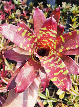 neoregeliagoldenchildphoenix