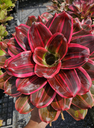 neoregelia rangeview coral trout