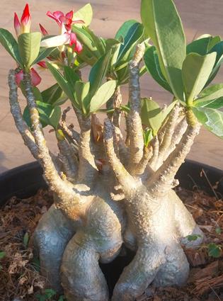 adeniumarabicum kaki