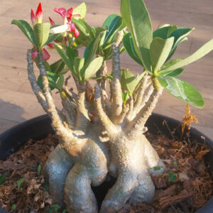 adenium arabicum kaki
