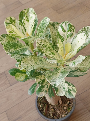 adeniumobesumvariegated