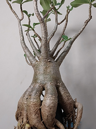 adeniumthaisocorachinee