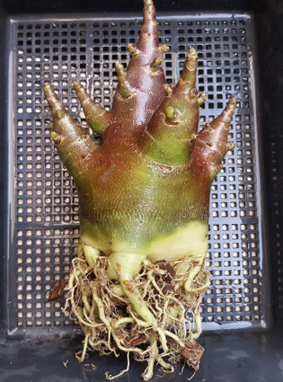 blackadeniumarabicum