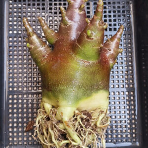 black adenium arabicum