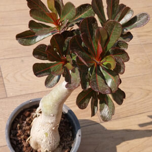 adenium obesum red leave