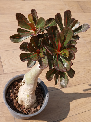 adenium obesum red leave