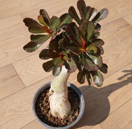 adenium obesum red leave adenium obesum red leave