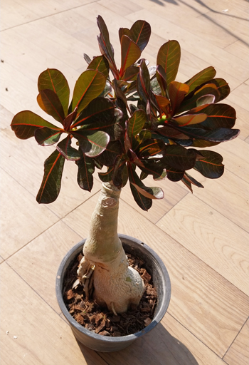 adenium obesum red leave adenium obesum red leave