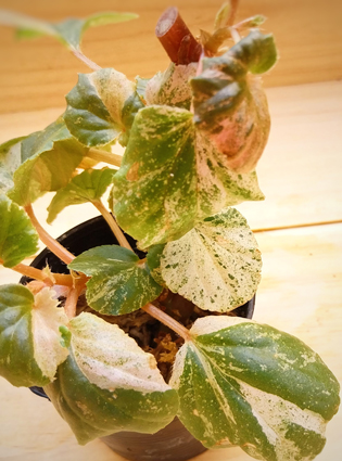 begonia sppink variegated