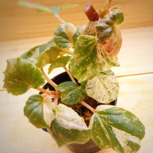 begonia sppink variegated