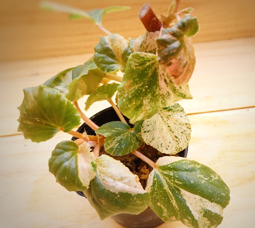 begonia sppink variegated begonia sppink variegated