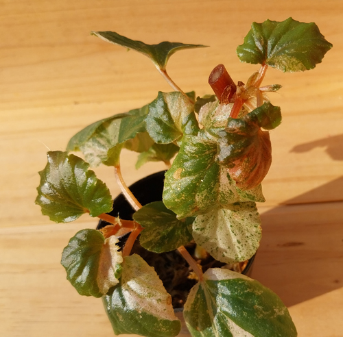 begonia sppink variegated begonia sppink variegated