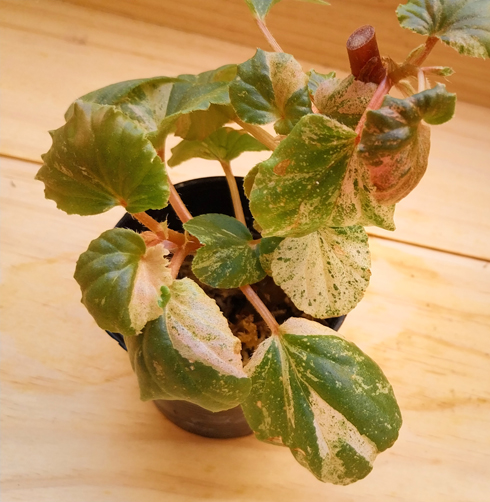 begonia sppink variegated begonia sppink variegated