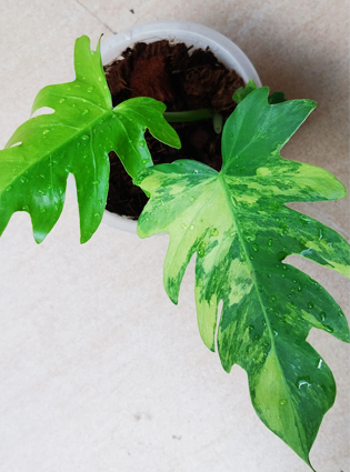 philodendron radiatum variegated