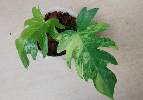 philodendron radiatum variegated philodendron radiatum variegated