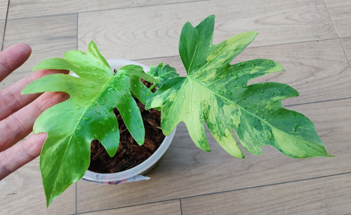 philodendron radiatum variegated philodendron radiatum variegated
