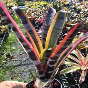 aechmea otto