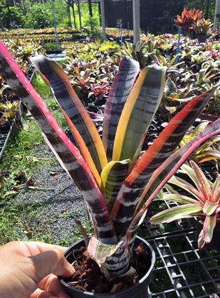 aechmea otto