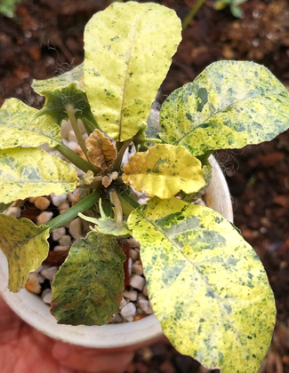 dorstenia lavrani variegated