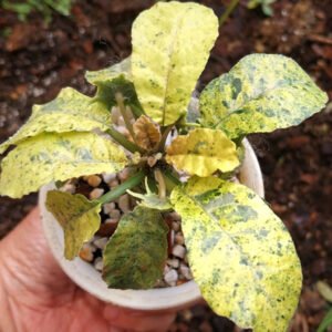 dorstenia lavrani variegated
