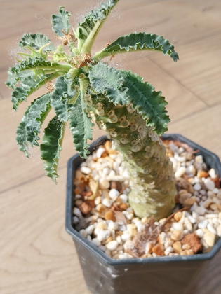 dorstenialavrani