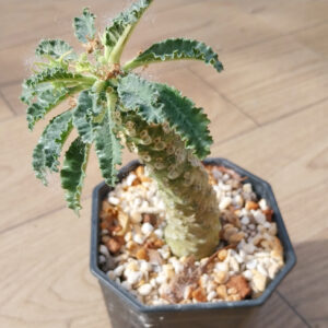 dorstenia lavrani