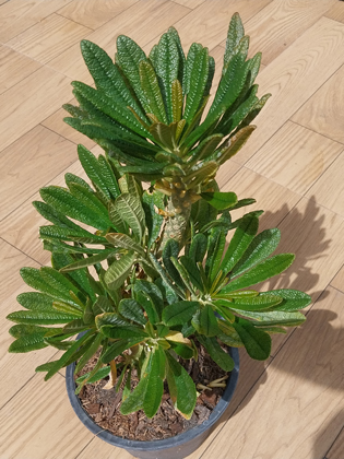 dorsteniagigas