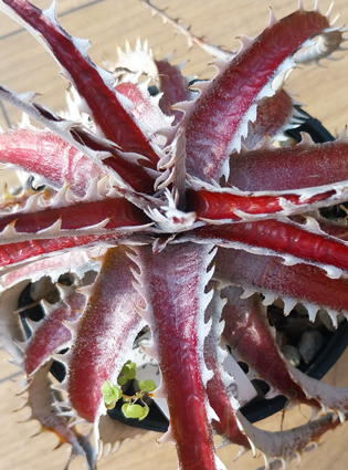 dyckia hybrid red