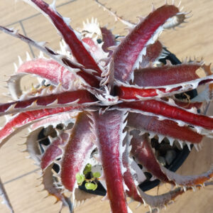 dyckia hybrid red color