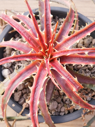 dyckia samed rtp