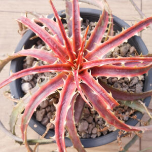 dyckia little wing hybrid (copy)